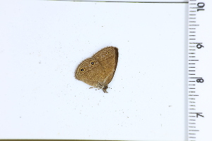  ( - DRD1605)  @11 [ ] c  Diego Dolibaina Universidade Federal do Parana