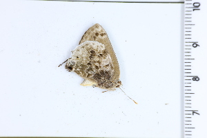  ( - DRD1627)  @11 [ ] c  Diego Dolibaina Universidade Federal do Parana