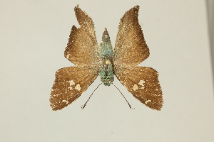  ( - DZ75.405)  @11 [ ] c (2025) Diego Dolibaina UFPR