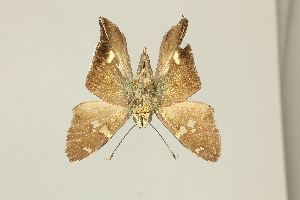  ( - DZ75.405)  @11 [ ] c (2025) Diego Dolibaina UFPR