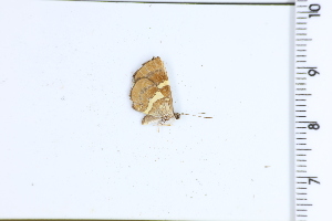  (Baeotis johannae - DRD1635)  @11 [ ] c  Diego Dolibaina Universidade Federal do Parana