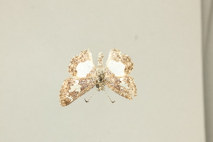  (Clito sompa - DZ75.410)  @11 [ ] c (2025) Diego Dolibaina UFPR