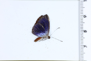  (Metacharis ptolomaeus - DRD1339)  @11 [ ] c  Diego Dolibaina Universidade Federal do Parana