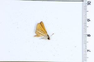  ( - DRD1641)  @11 [ ] c  Diego Dolibaina Universidade Federal do Parana