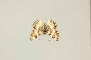  ( - DZ75.411)  @11 [ ] c (2025) Diego Dolibaina UFPR