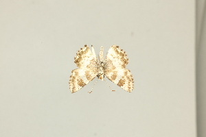  ( - DZ75.411)  @11 [ ] c (2025) Diego Dolibaina UFPR