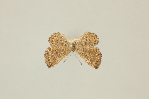  ( - DZ49.734)  @11 [ ] c (2025) Diego Dolibaina UFPR