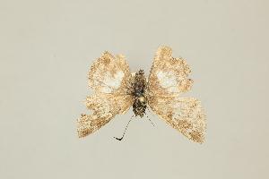  ( - DZ36.882)  @11 [ ] c (2025) Diego Dolibaina UFPR