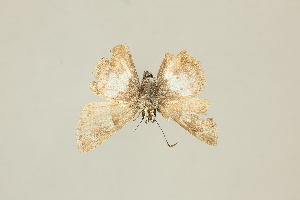  (Clito litteroides - DZ36.882)  @11 [ ] c (2025) Diego Dolibaina UFPR