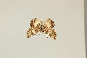  ( - DZ75.417)  @11 [ ] c (2025) Diego Dolibaina UFPR