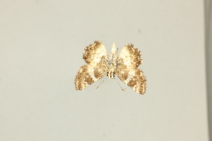  ( - DZ75.417)  @11 [ ] c (2025) Diego Dolibaina UFPR