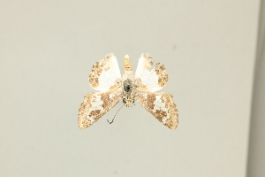  ( - DZ75.421)  @11 [ ] c (2025) Diego Dolibaina UFPR