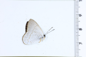  (Pelolasia - DRD1363)  @11 [ ] c  Diego Dolibaina Universidade Federal do Parana