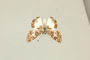  ( - DZ75.423)  @11 [ ] c (2025) Diego Dolibaina UFPR