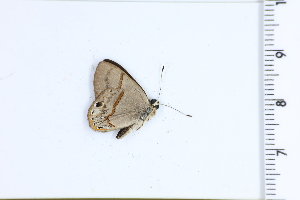  ( - DRD1366)  @11 [ ] c  Diego Dolibaina Universidade Federal do Parana