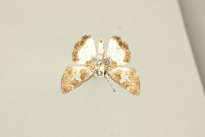  ( - DZ75.423)  @11 [ ] c (2025) Diego Dolibaina UFPR