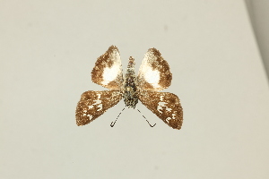  (Clito anda - DZ75.424)  @11 [ ] c (2025) Diego Dolibaina UFPR