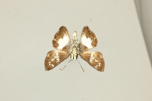  ( - DZ75.424)  @11 [ ] c (2025) Diego Dolibaina UFPR