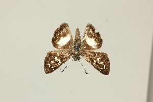  ( - DZ75.426)  @11 [ ] c (2025) Diego Dolibaina UFPR