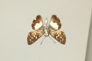  ( - DZ75.426)  @11 [ ] c (2025) Diego Dolibaina UFPR