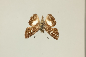  ( - DZ75.427)  @11 [ ] c (2025) Diego Dolibaina UFPR