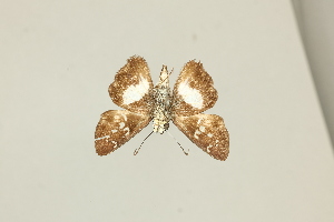  ( - DZ75.427)  @11 [ ] c (2025) Diego Dolibaina UFPR