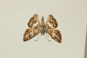  (Clito jonkersi - DZ75.430)  @11 [ ] c (2025) Diego Dolibaina UFPR