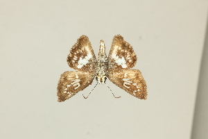  ( - DZ75.430)  @11 [ ] c (2025) Diego Dolibaina UFPR