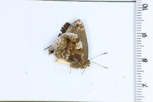  ( - DRD1683)  @11 [ ] c  Diego Dolibaina Universidade Federal do Parana