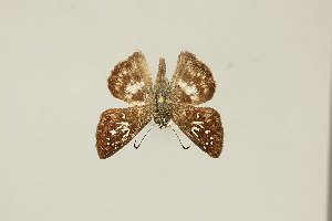  ( - DZ75.431)  @11 [ ] c (2025) Diego Dolibaina UFPR