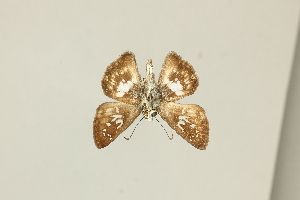  ( - DZ75.431)  @11 [ ] c (2025) Diego Dolibaina UFPR