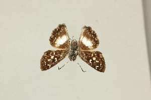  ( - DZ21.018)  @11 [ ] c (2025) Diego Dolibaina UFPR