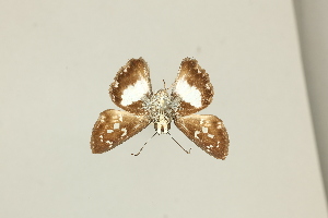  ( - DZ21.018)  @11 [ ] c (2025) Diego Dolibaina UFPR