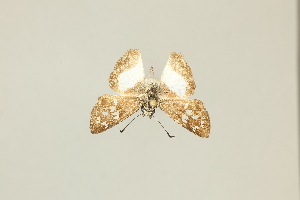  ( - DZ22.774)  @11 [ ] c (2025) Diego Dolibaina UFPR