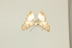  (Clito tuva - DZ22.774)  @11 [ ] c (2025) Diego Dolibaina UFPR