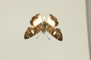  (Clito aberrans - DZ75.472)  @11 [ ] c (2025) Diego Dolibaina UFPR