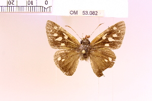  ( - OM53.082)  @11 [ ] Copyright (2025) ADALBERTO DANTAS DE MEDEIROS Universidade Federal do Parana, Departamento de Zoologia