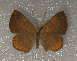  ( - OM55.154)  @11 [ ] c  Diego Dolibaina Universidade Federal do Parana