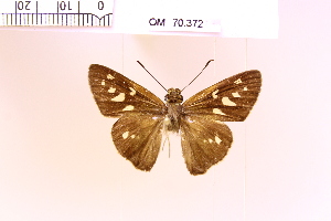  ( - OM70.372)  @11 [ ] Copyright (2025) ADALBERTO DANTAS DE MEDEIROS Universidade Federal do Parana, Departamento de Zoologia