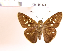  (Calpodes sp. 5 - OM85.893)  @11 [ ] c (2025) Adalberto Dantas de Medeiros UFPR