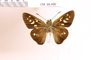  (Calpodes sp. 2 - OM88.466)  @11 [ ] c (2025) Adalberto Dantas de Medeiros UFPR