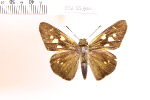  (Calpodes mamurra - OM93.944)  @11 [ ] c (2025) Adalberto Dantas de Medeiros UFPR