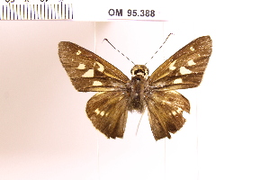  (Calpodes sp. 11 - OM95.388)  @11 [ ] c (2025) Adalberto Dantas de Medeiros UFPR
