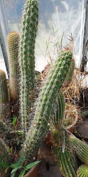  (Echinopsis thelegona - HCM-810A)  @11 [ ] Copyright (2019) Aguirre FuEDEI