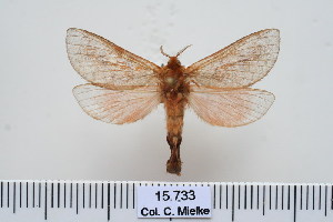  (Paragorgopsis - BC-CGCM-15.733)  @14 [ ] Copyright (2010) Carlos Mielke Research Collection of Carlos Mielke