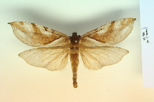  (Trichophassus - BC-CGCM-15.768)  @14 [ ] Copyright (2010) Carlos Mielke Research Collection of Carlos Mielke