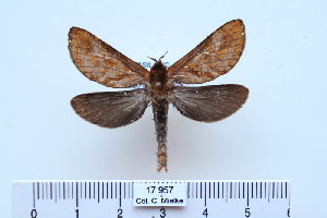  (Cibyra ferruginosa - BC-CGCM-17.957)  @14 [ ] Copyright (2010) Carlos Mielke Research Collection of Carlos Mielke