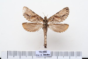  (Lamelliformia - BC-CGCM-18.460)  @14 [ ] Copyright (2010) Carlos Mielke Research Collection of Carlos Mielke