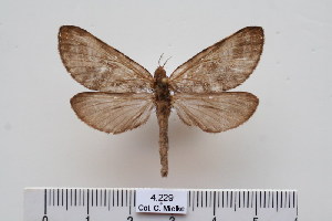  (Cibyra meridionalis - BC-CGCM-4.229)  @14 [ ] Copyright (2010) Carlos Mielke Research Collection of Carlos Mielke