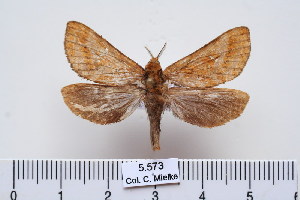  (Cibyra ferruginosa - BC-CGCM-5.573)  @14 [ ] Copyright (2010) Carlos Mielke Research Collection of Carlos Mielke